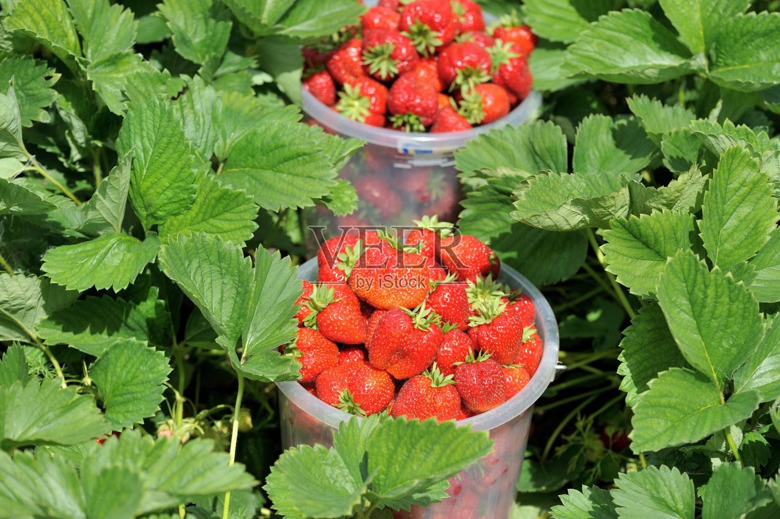 一篮新鲜采摘的草莓照片摄影图片