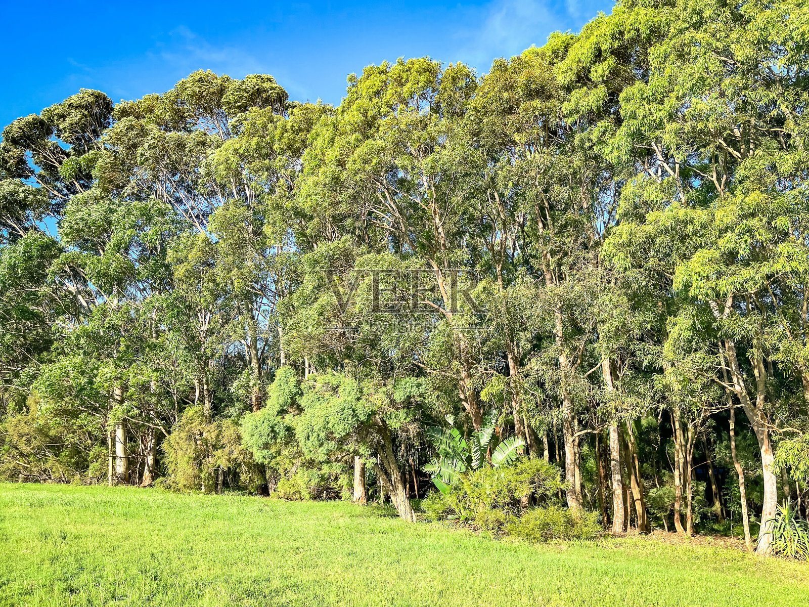 澳大利亚原始林区公园照片摄影图片