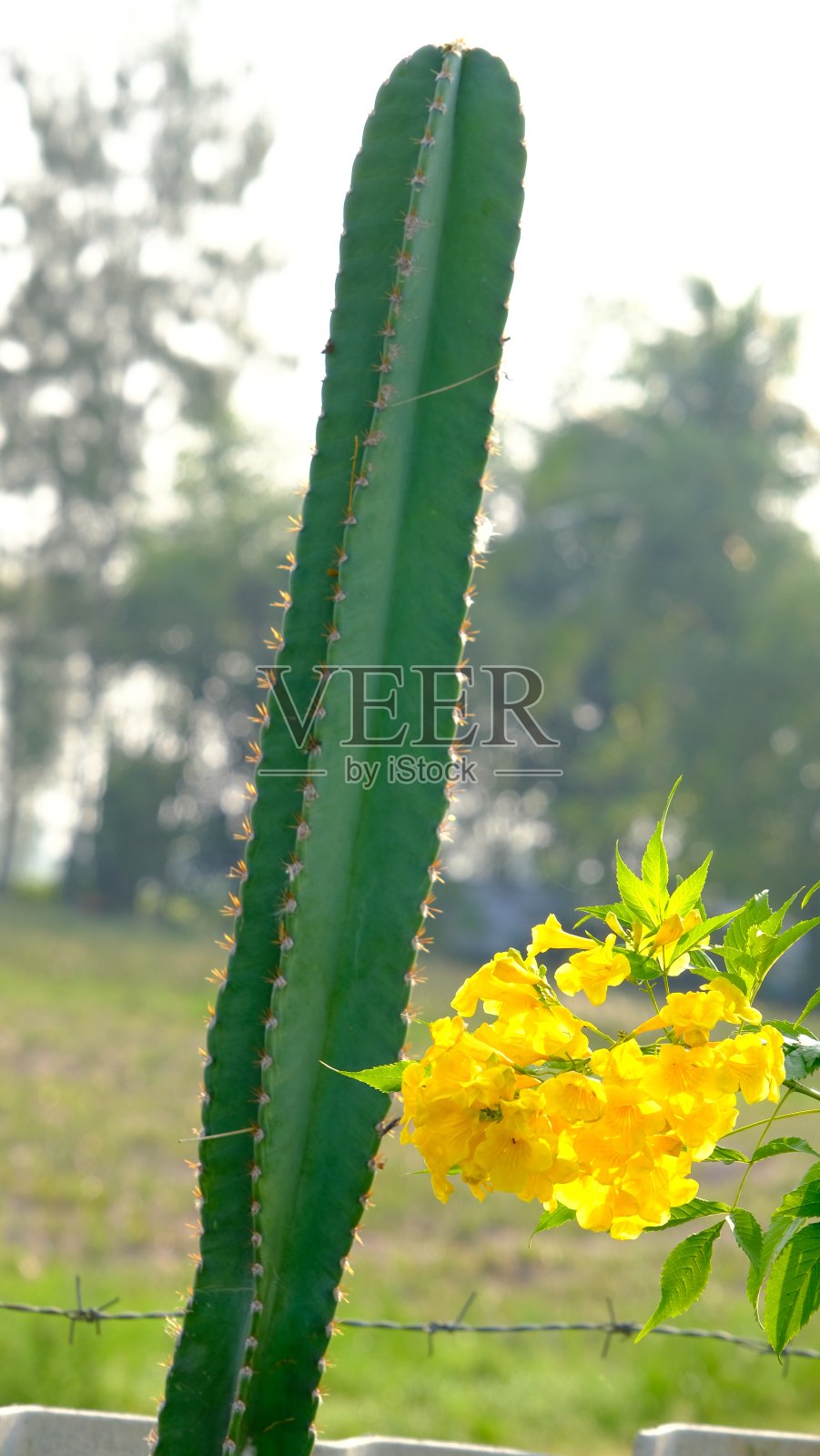 圣佩德罗猫和泰科马史坦照片摄影图片