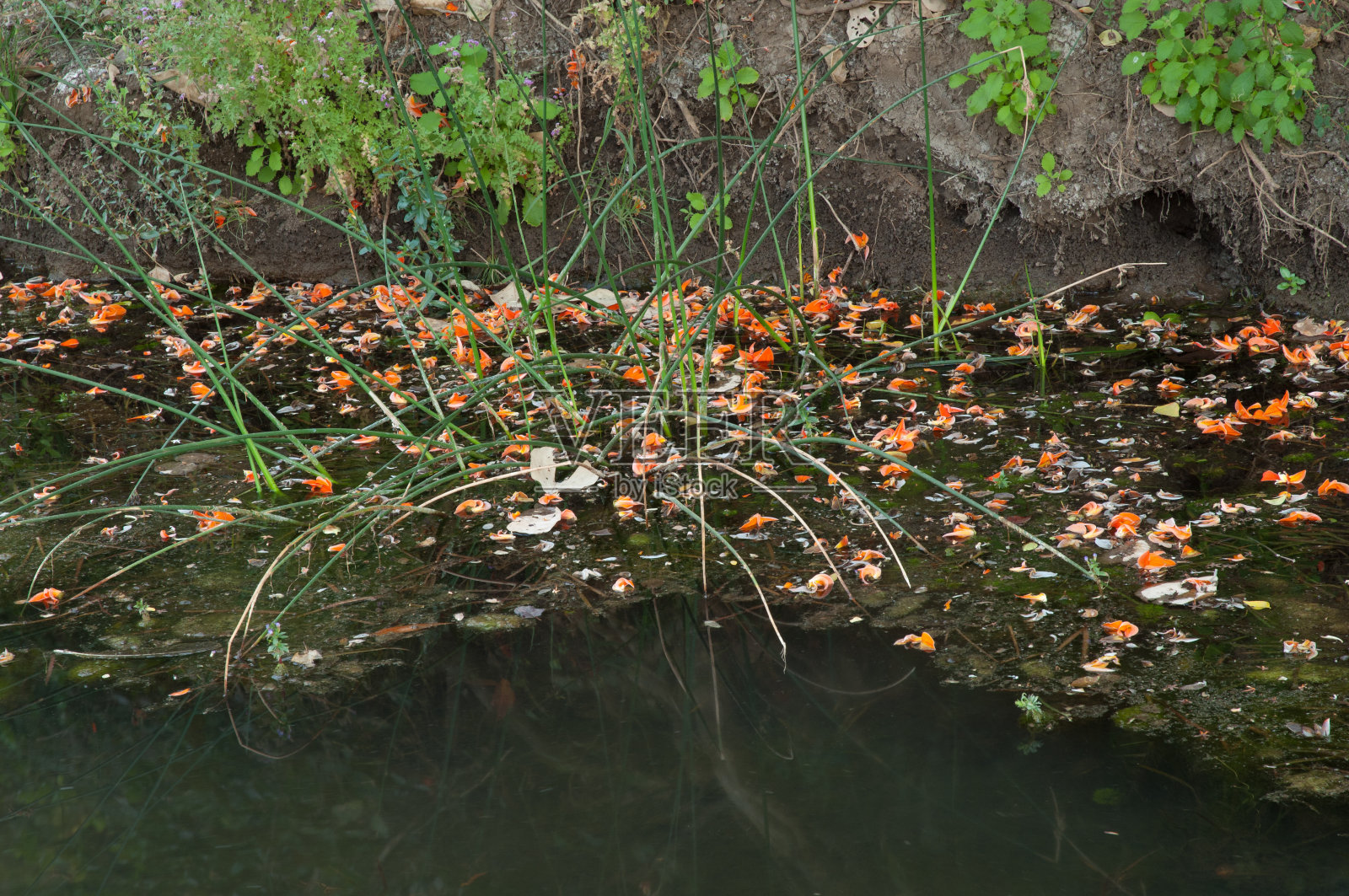 赫兰河中的水生植物。照片摄影图片