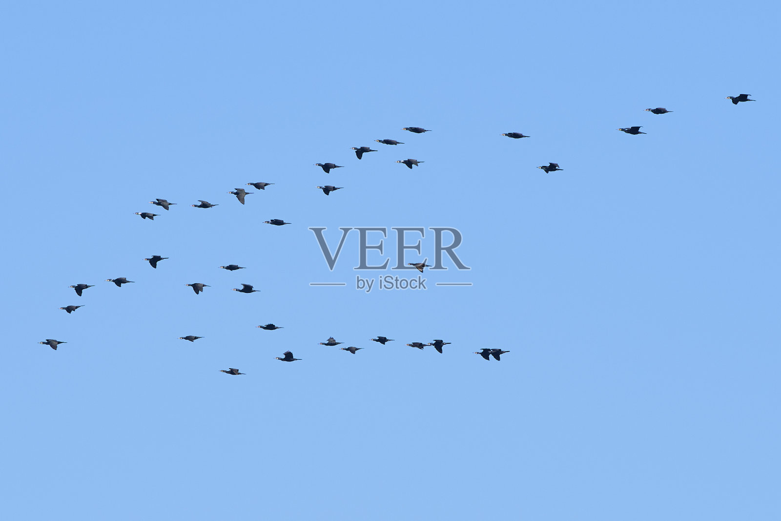 鸟群穿过东京湾照片摄影图片