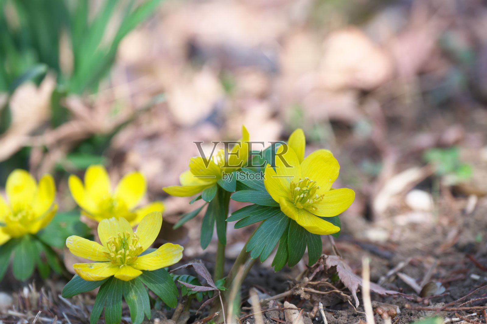 嚏根草照片摄影图片