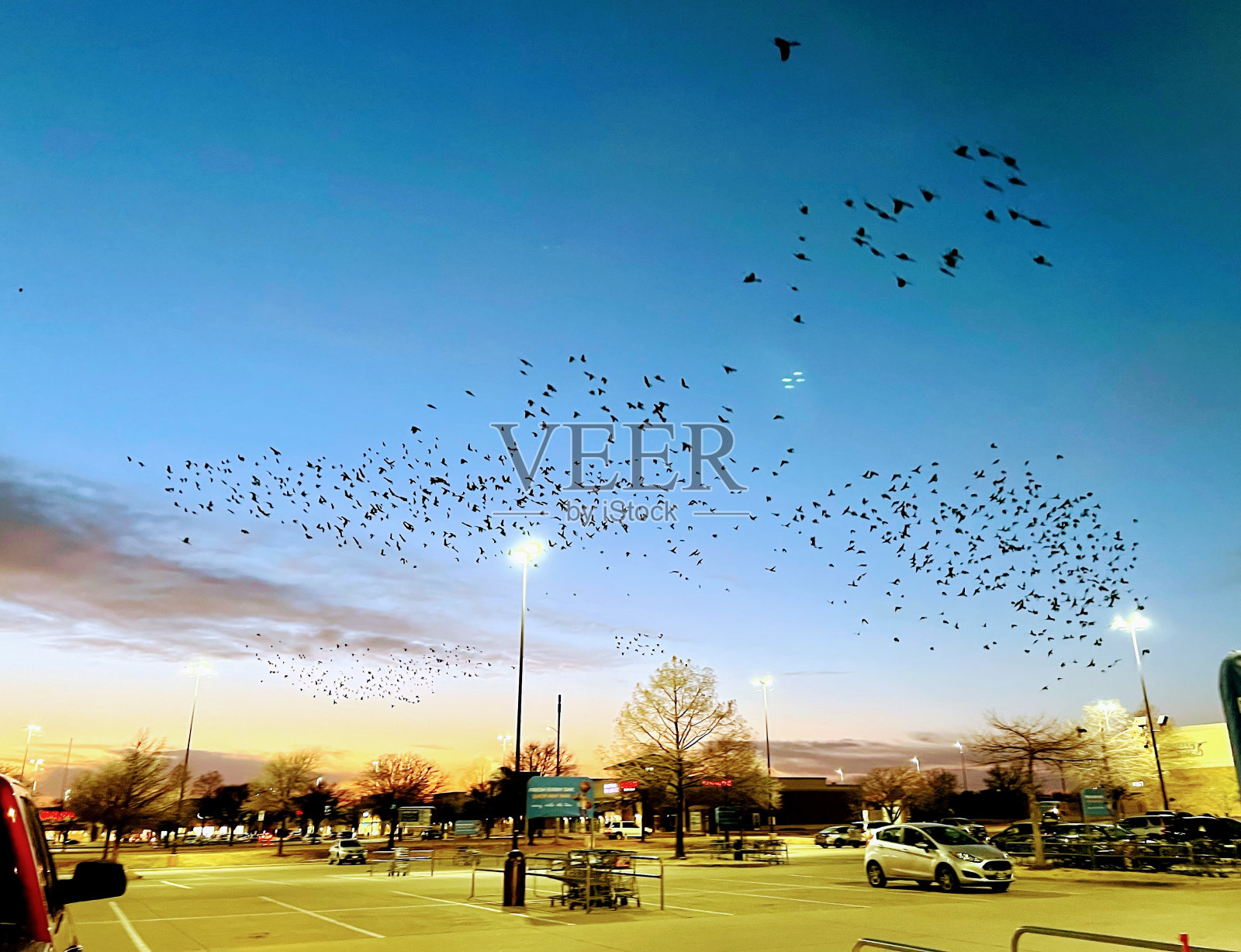 杂货店停车场的黑鸟照片摄影图片