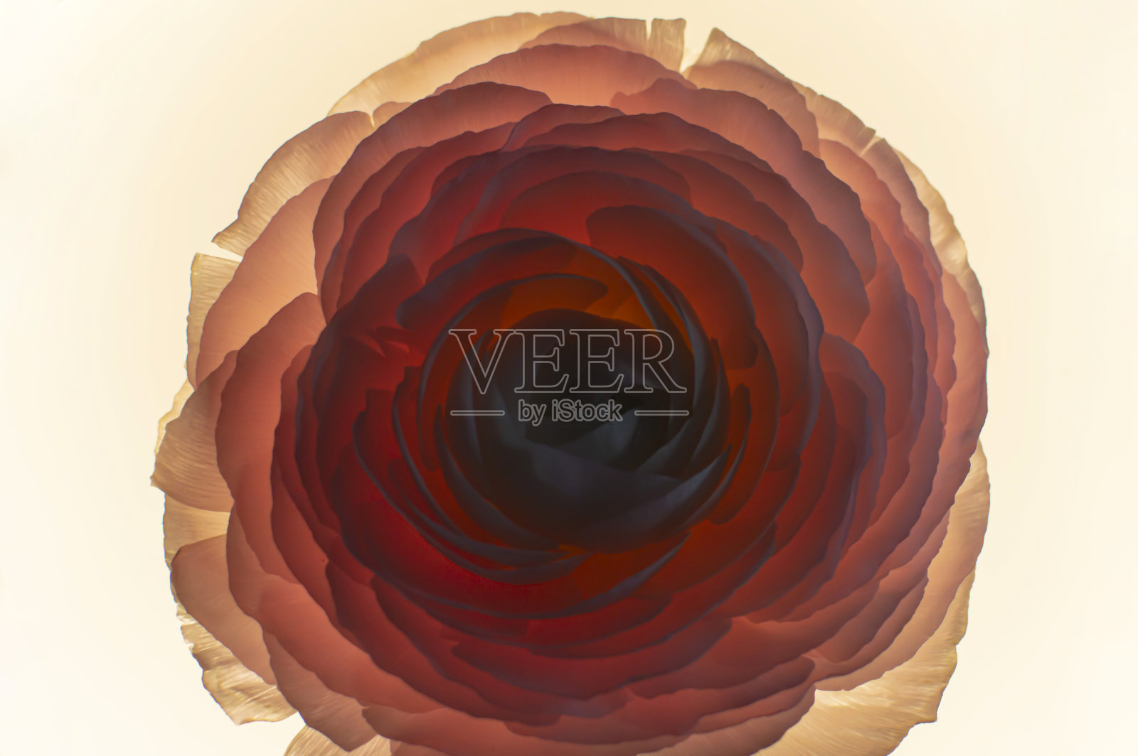 背光毛茛花头的细节照片摄影图片