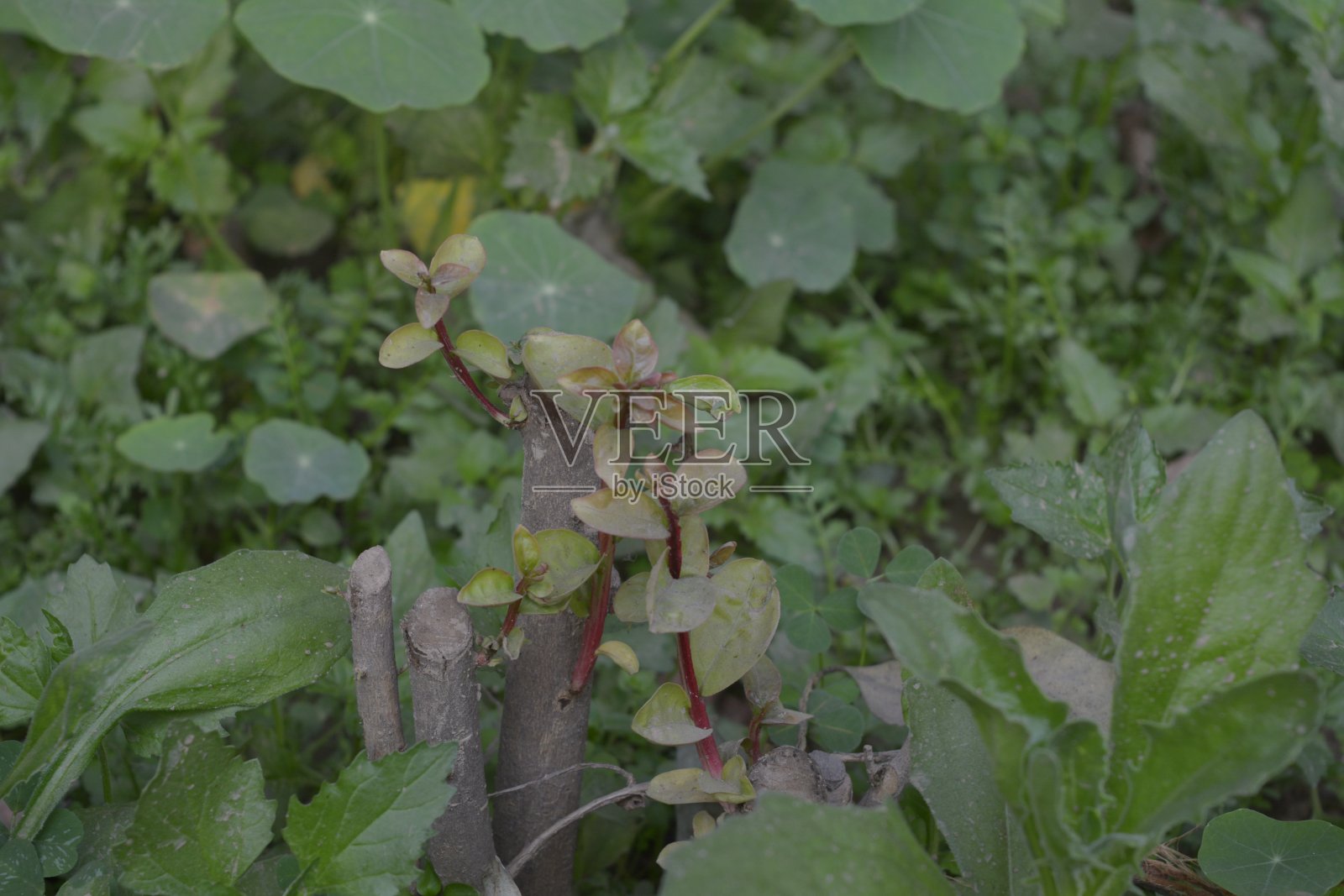 叶子穿过边缘植物照片摄影图片