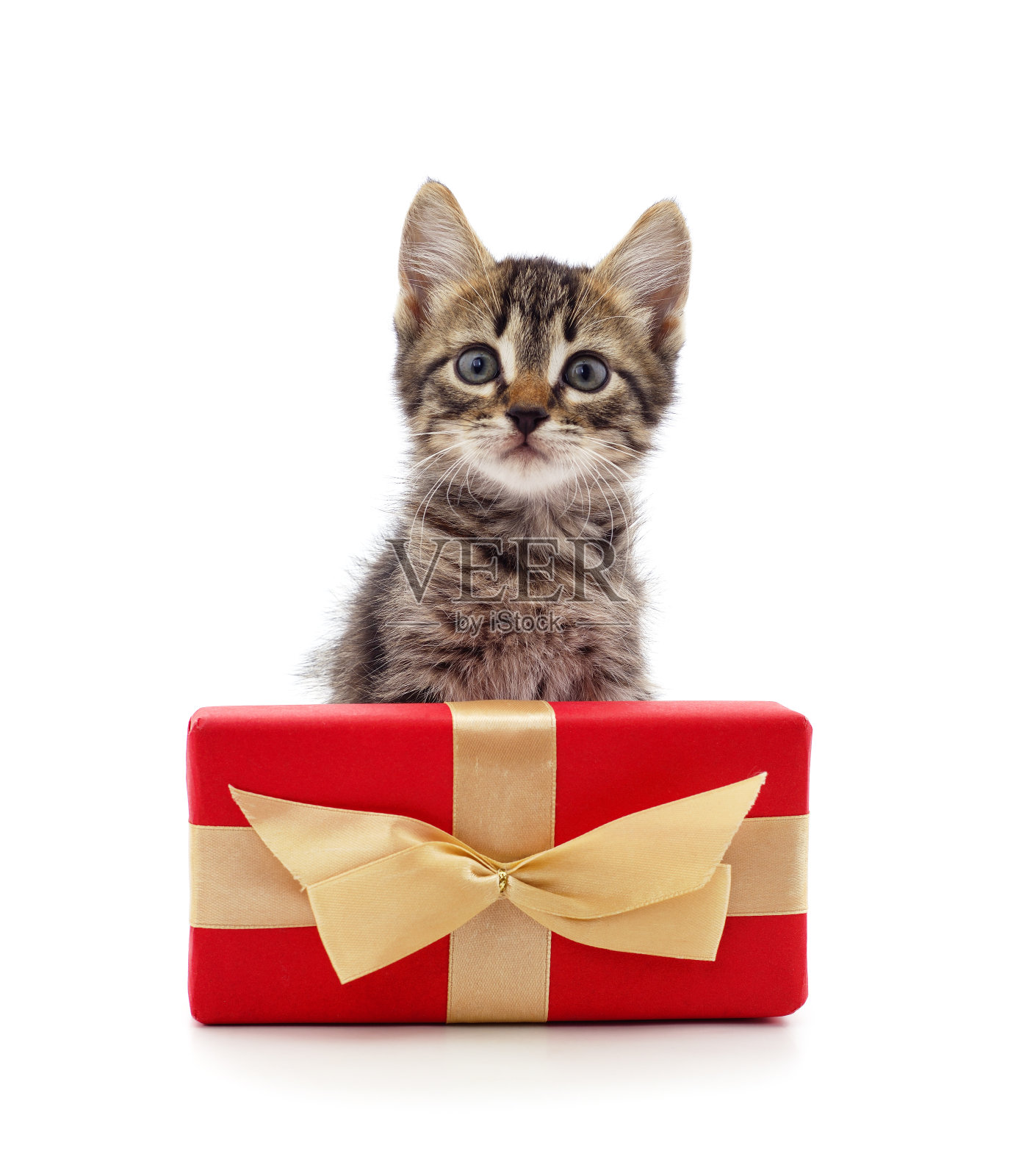 有礼物的小灰猫。照片摄影图片