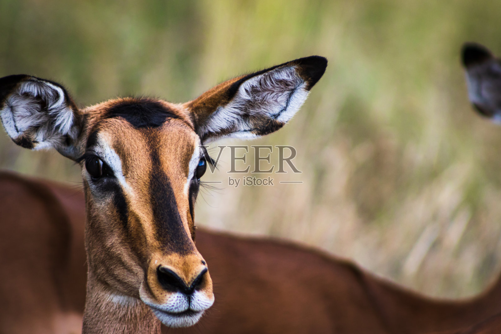 黑斑羚羚羊照片摄影图片
