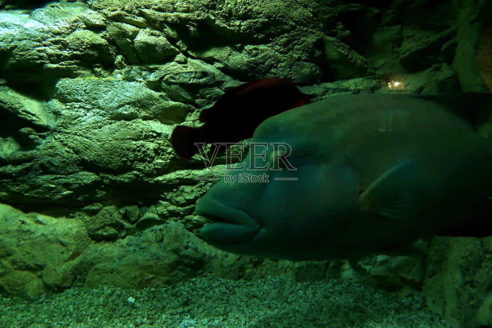 鱼照片摄影图片