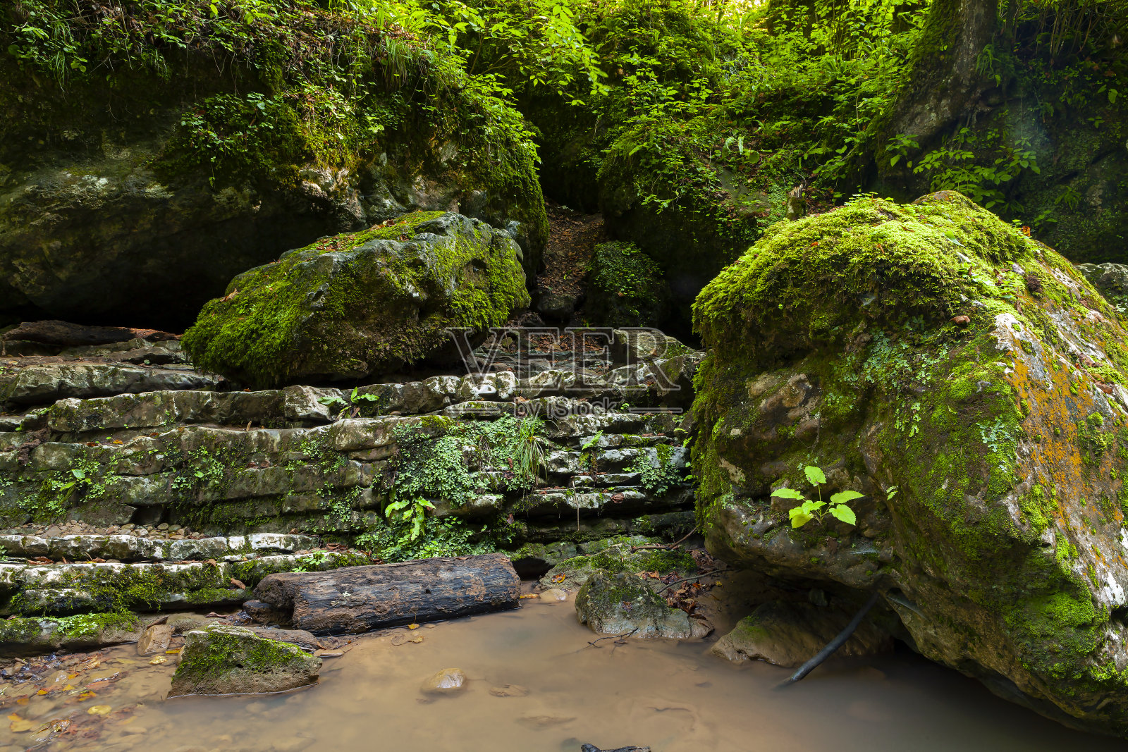 高加索山麓的森林。共和国Adygea照片摄影图片