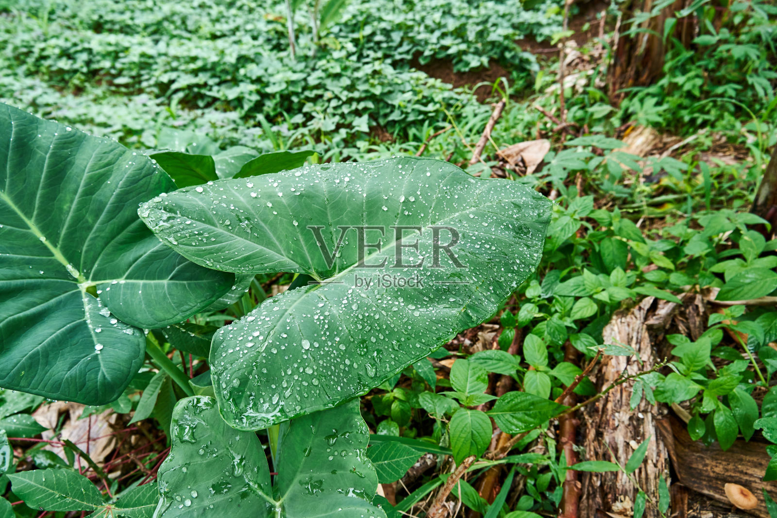 水珠落在芋头叶子上照片摄影图片