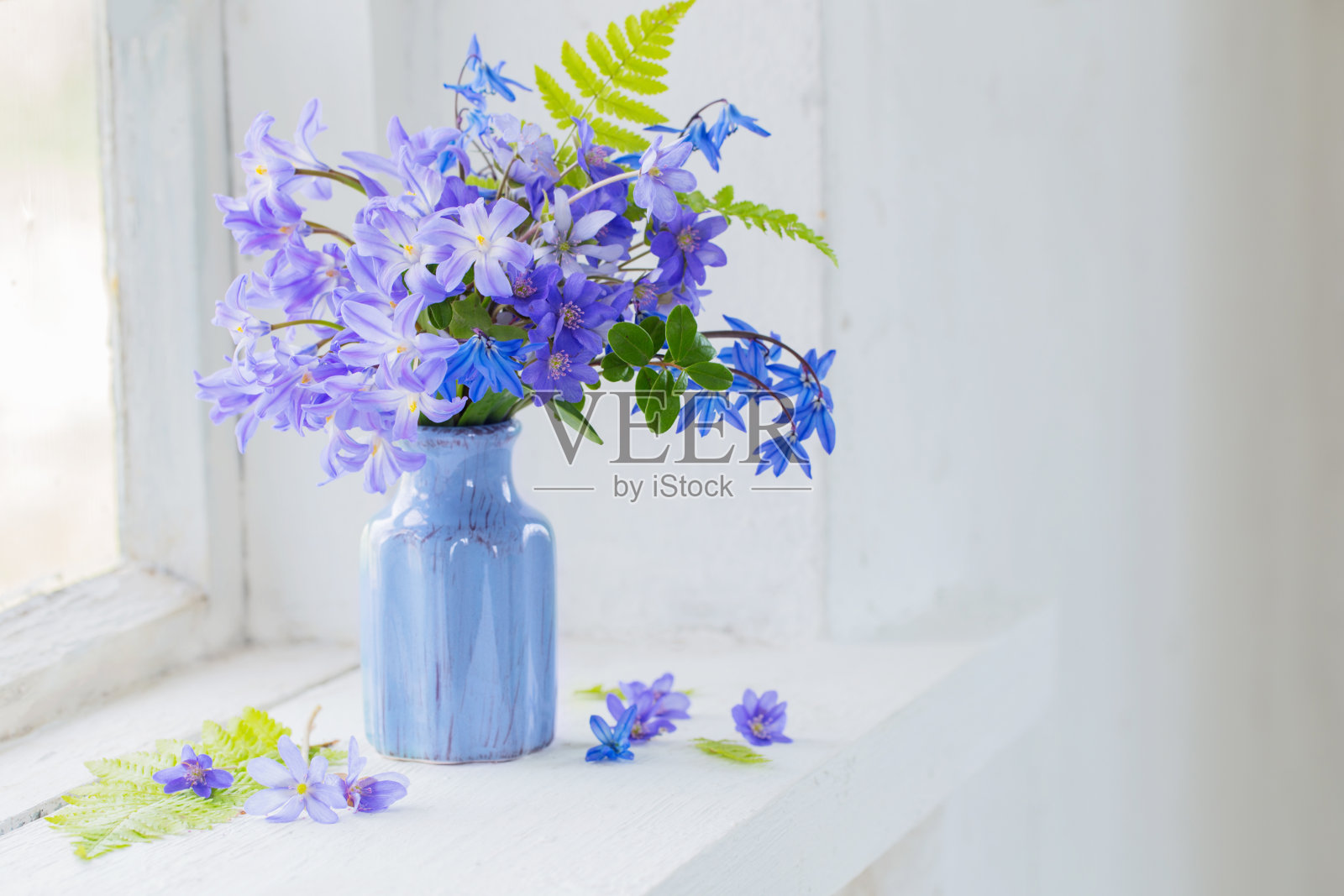 窗台上的蓝色雪花莲照片摄影图片