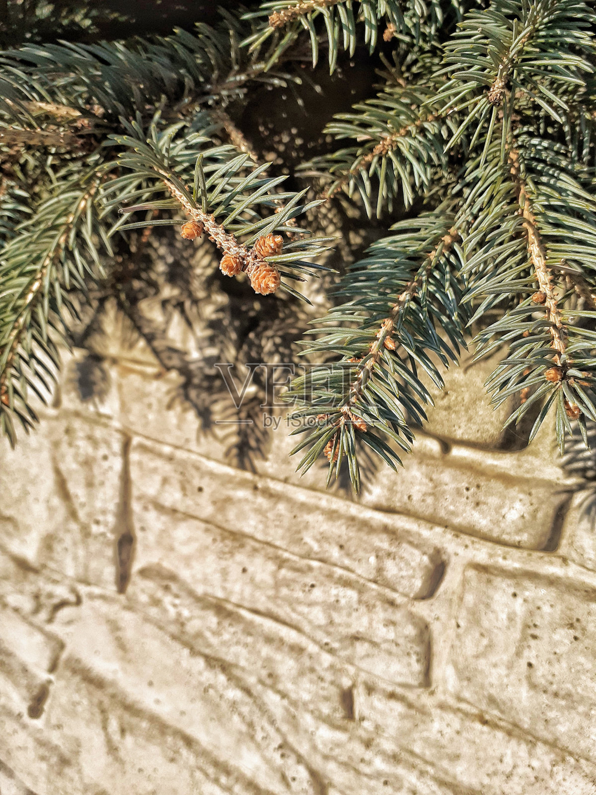 杉木枝在石墙上照片摄影图片