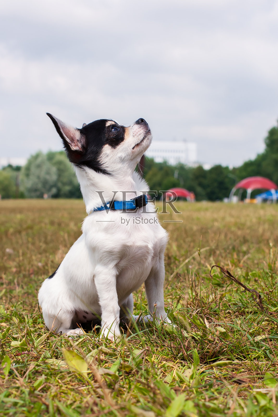 白色的吉娃娃。小狗照片摄影图片