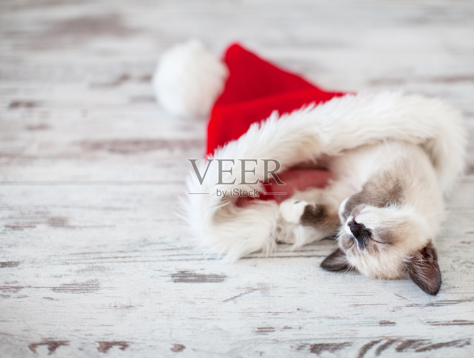 小猫戴着圣诞帽睡觉照片摄影图片