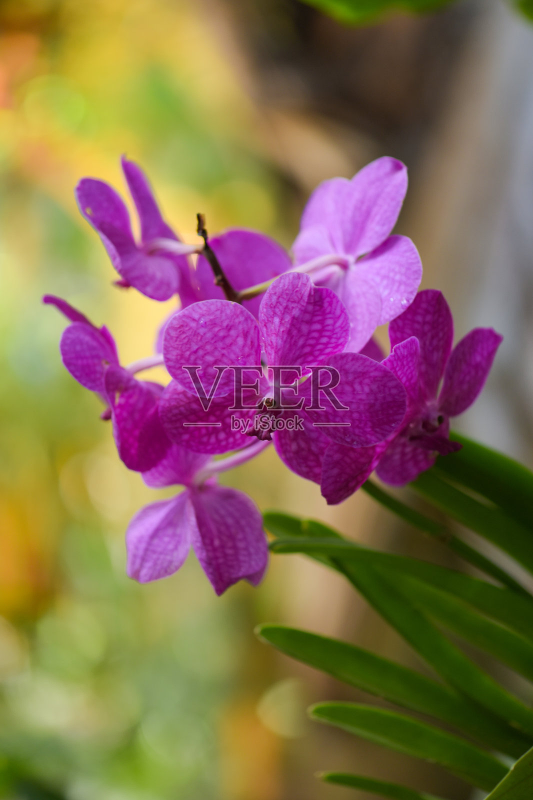 植物园里兰花的微距摄影照片摄影图片