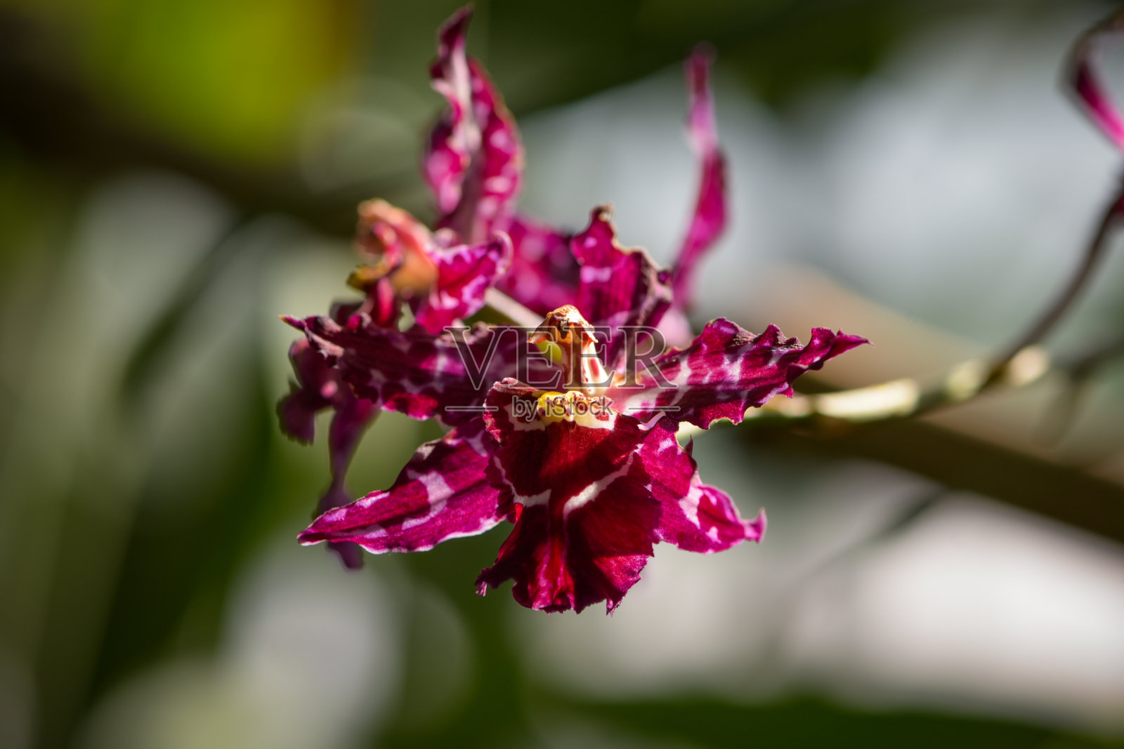 植物园里兰花的微距摄影照片摄影图片