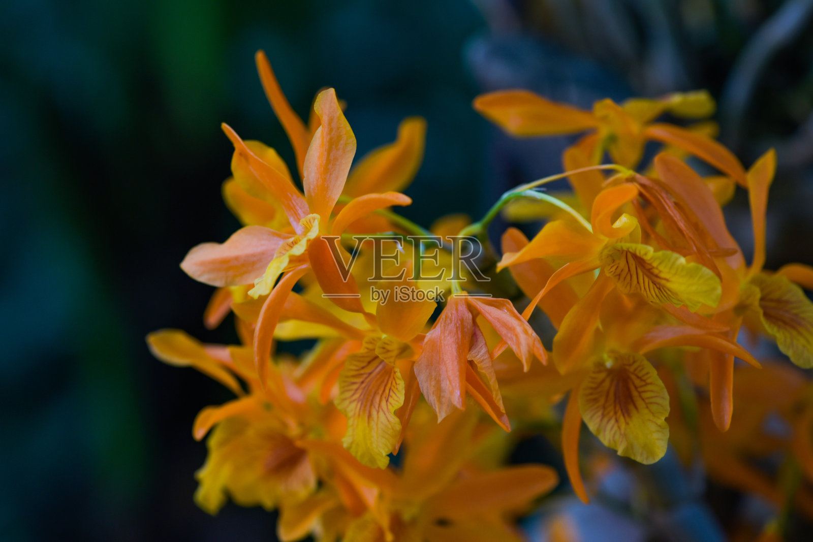 植物园里兰花的微距摄影照片摄影图片