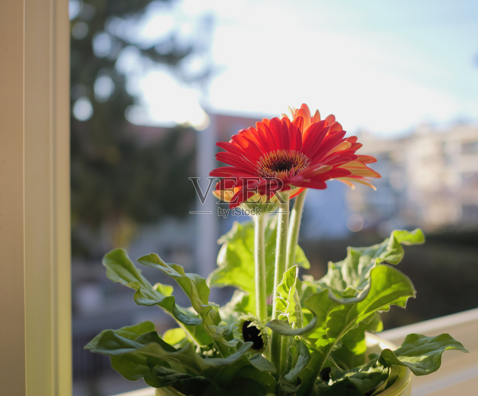 选择性聚焦照片美丽的红色非洲菊((德兰士瓦雏菊)在一个模糊的背景窗口照片摄影图片