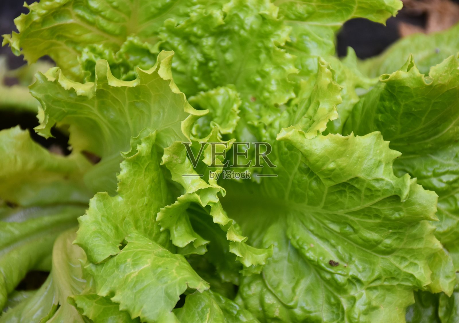 卷曲的莴苣。照片摄影图片