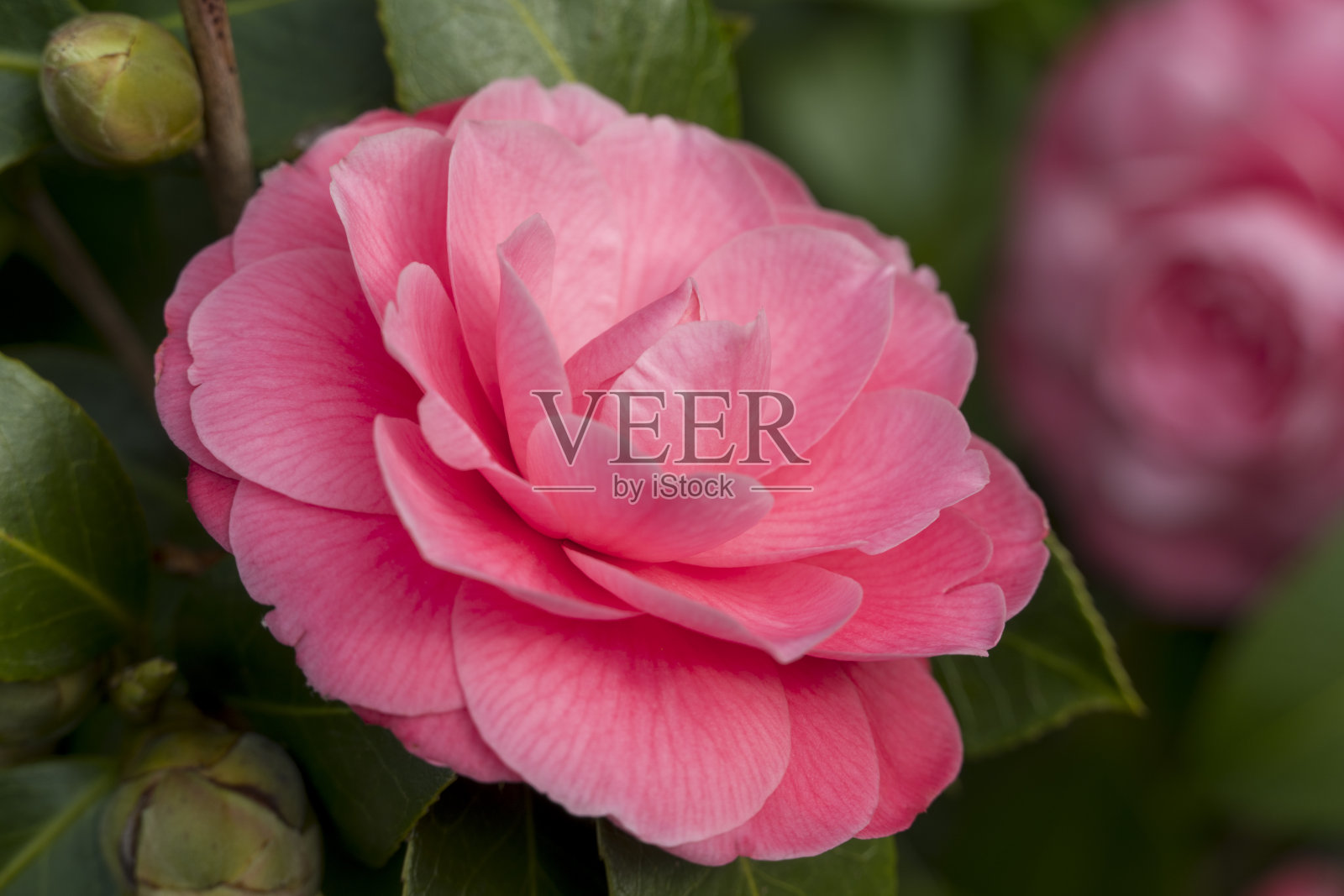 山茶花盛开的惊人景象照片摄影图片