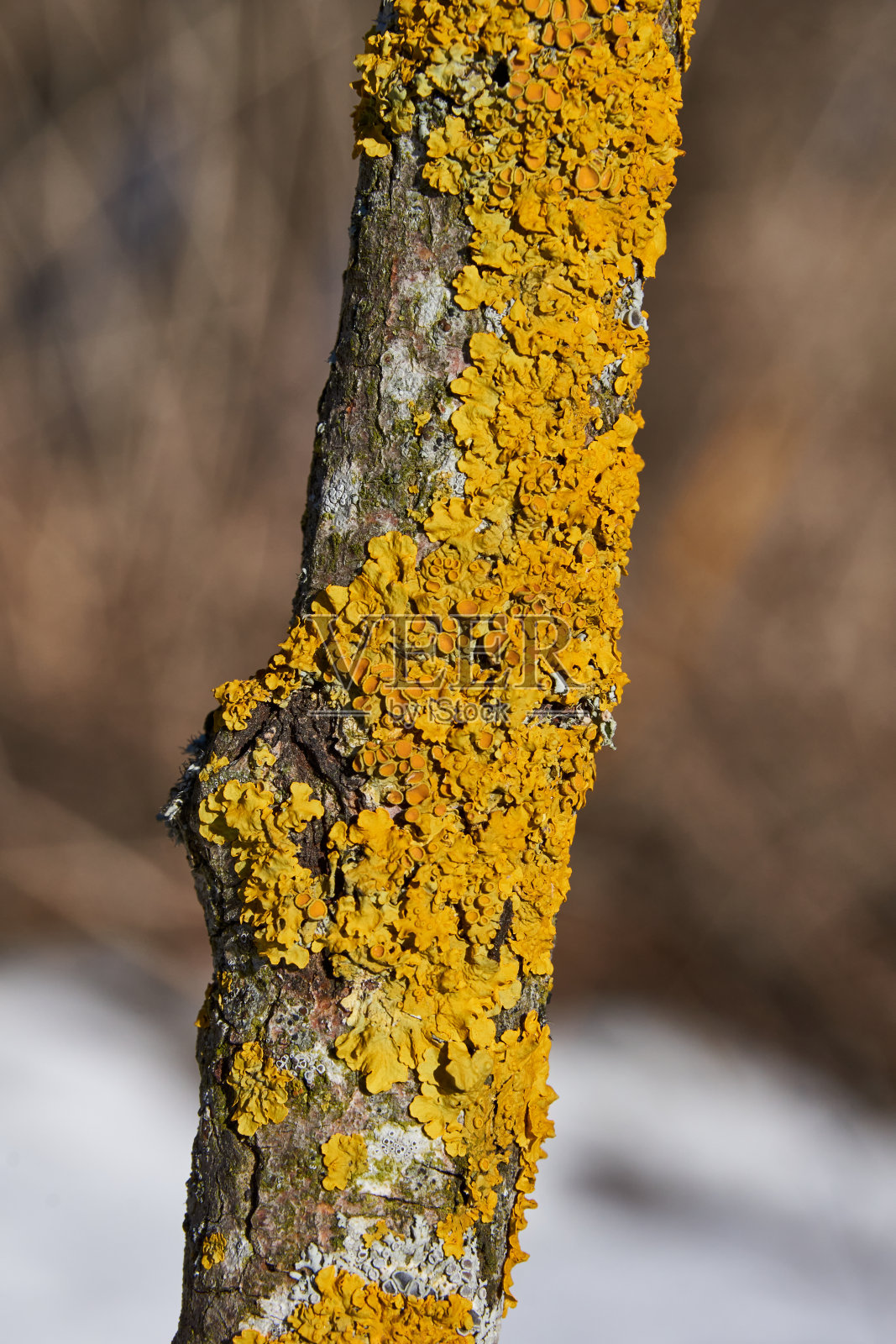 墙Xanthoria (lat。苍耳藓(Xanthoria parietina)是寿星科的一种地衣。照片摄影图片