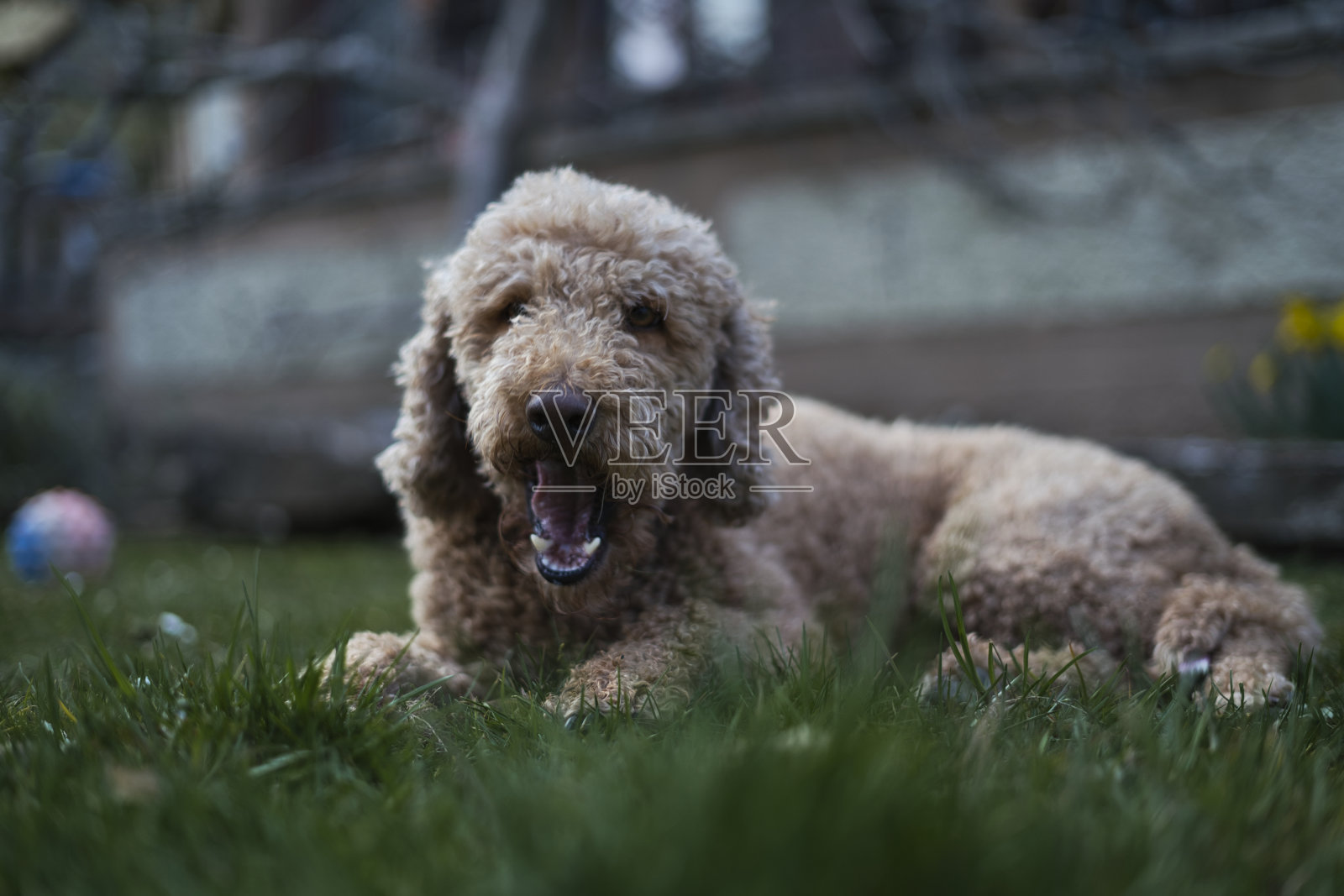有趣的狗照片摄影图片