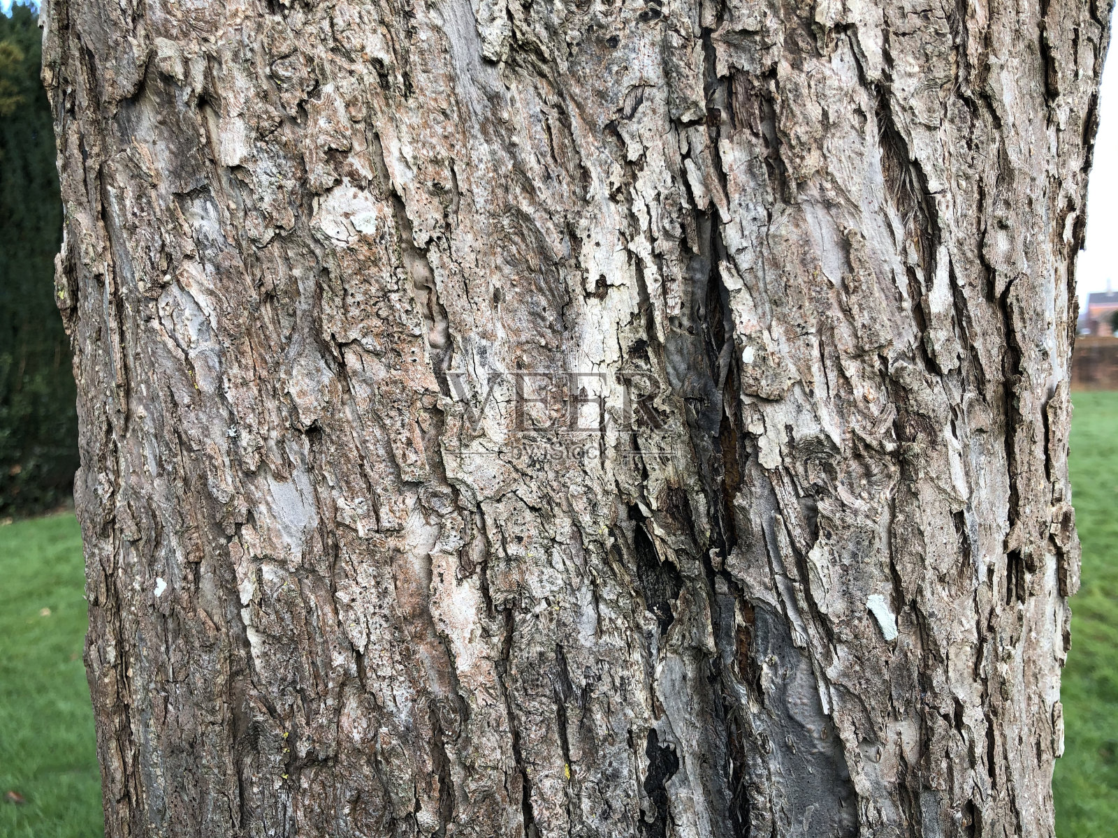 海棠花“约翰唐尼”-树皮和树干照片摄影图片