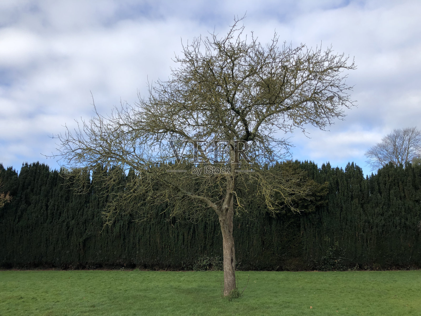 山楂“约翰唐尼”-树照片摄影图片