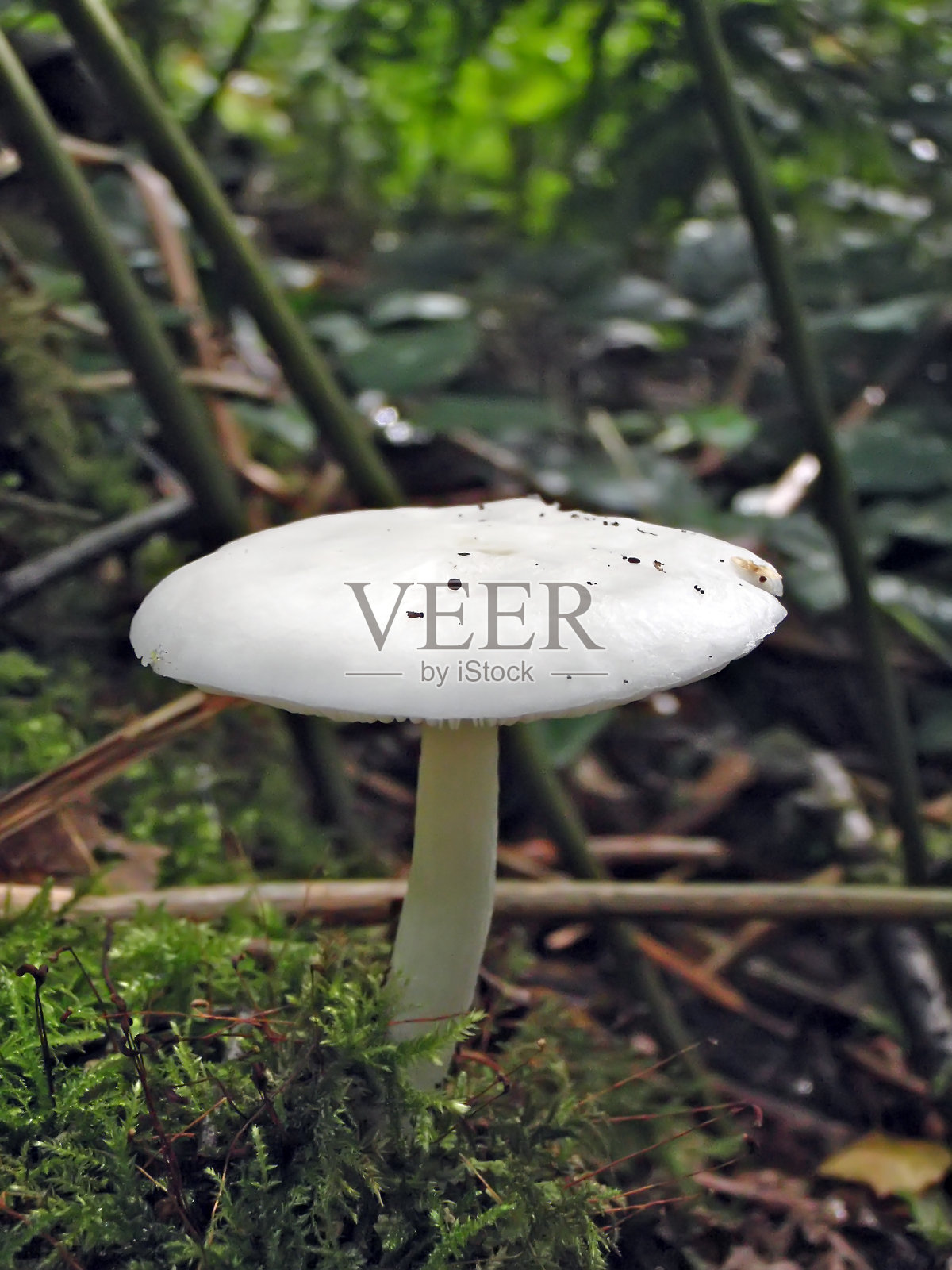 白色平板蘑菇照片摄影图片