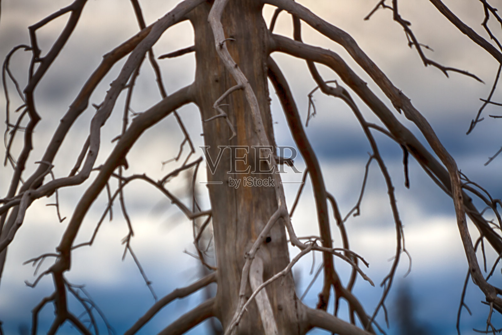 死树象征着对自然的侵犯照片摄影图片