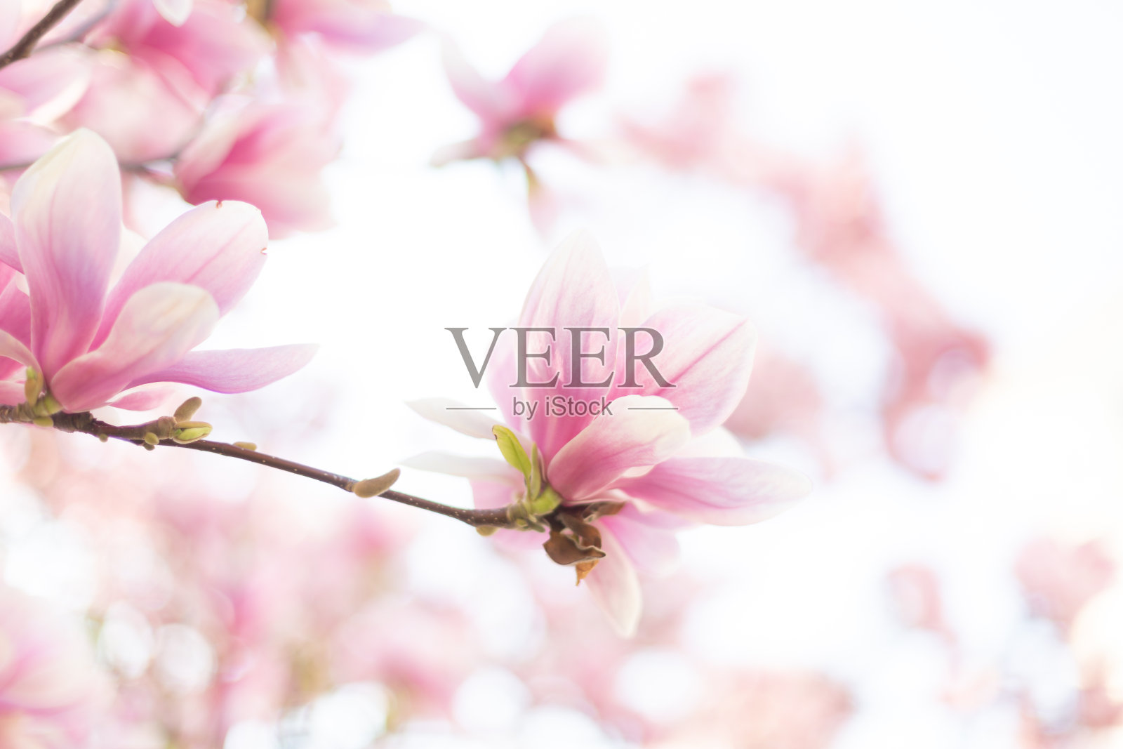 木兰树春季开花枝条。近距离照片摄影图片