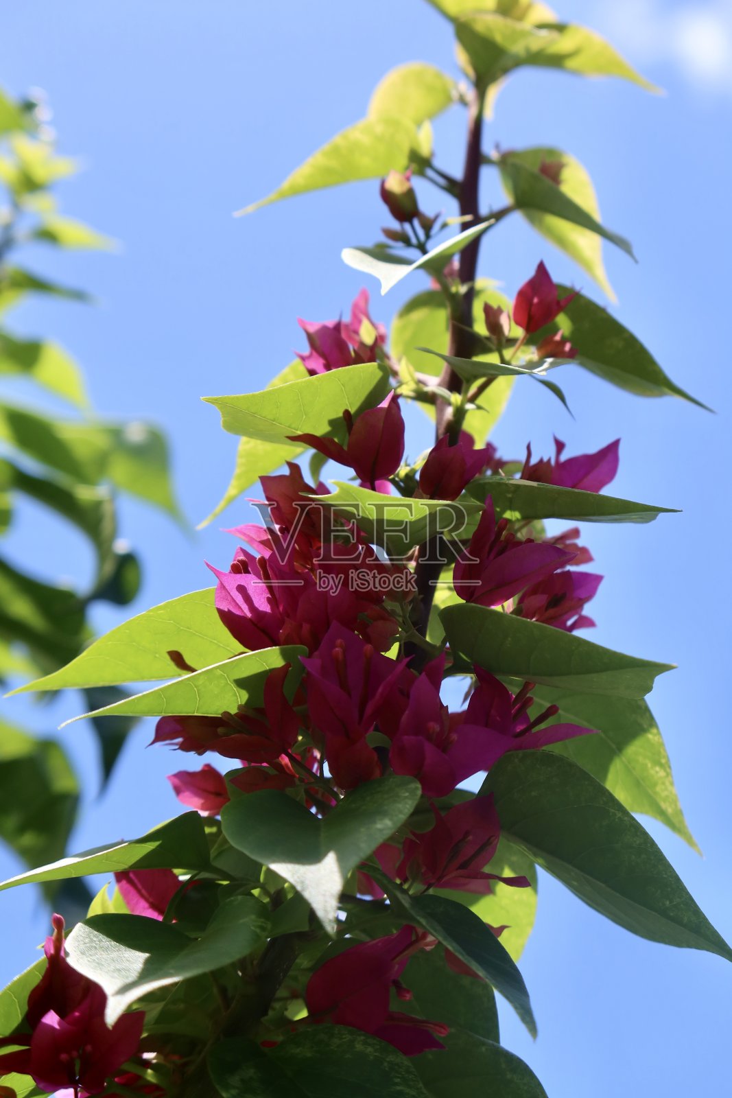 紫色和白色的兰花照片摄影图片