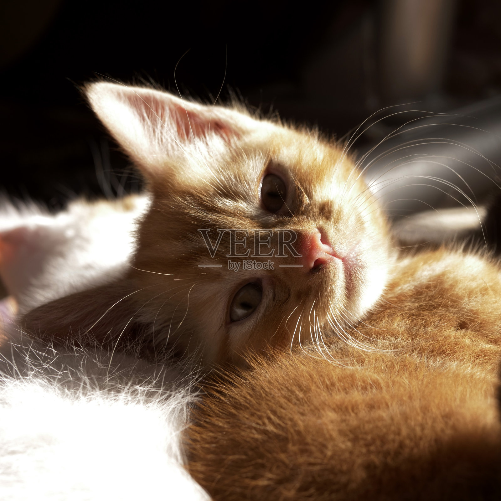 可爱可爱的姜黄色小猫宝宝肖像照照片摄影图片