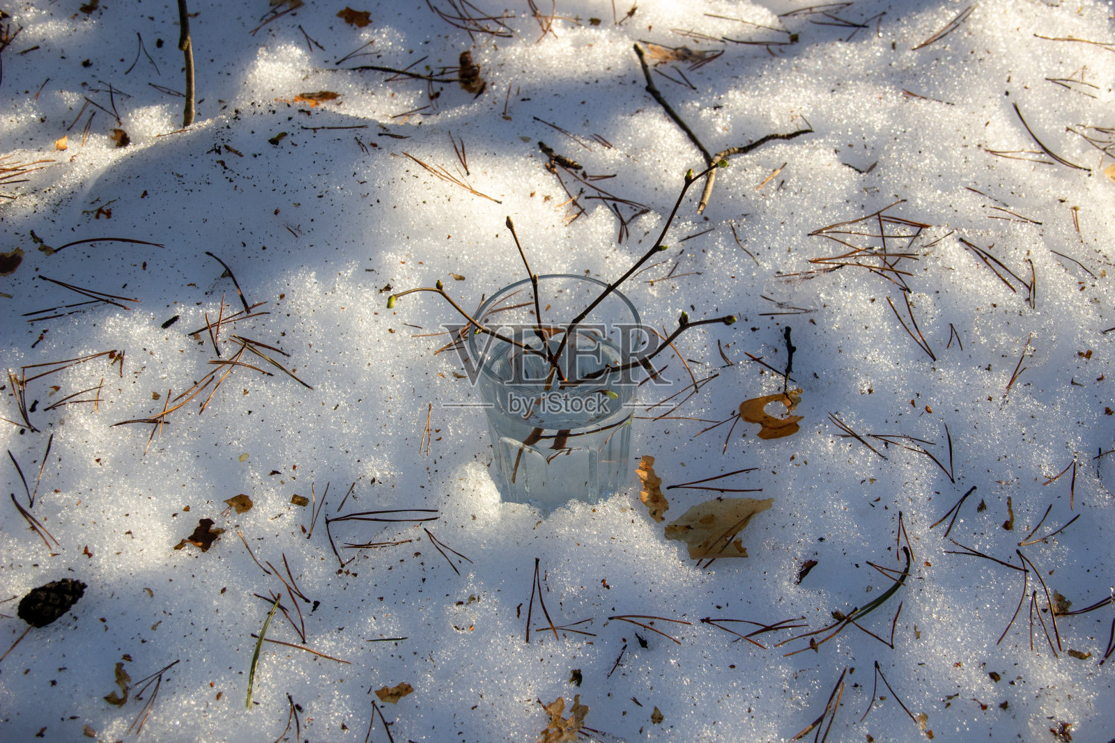 在阳光明媚的日子里，在森林里融化的积雪上，用树枝和开始生长的树叶盛上一杯纯净水照片摄影图片