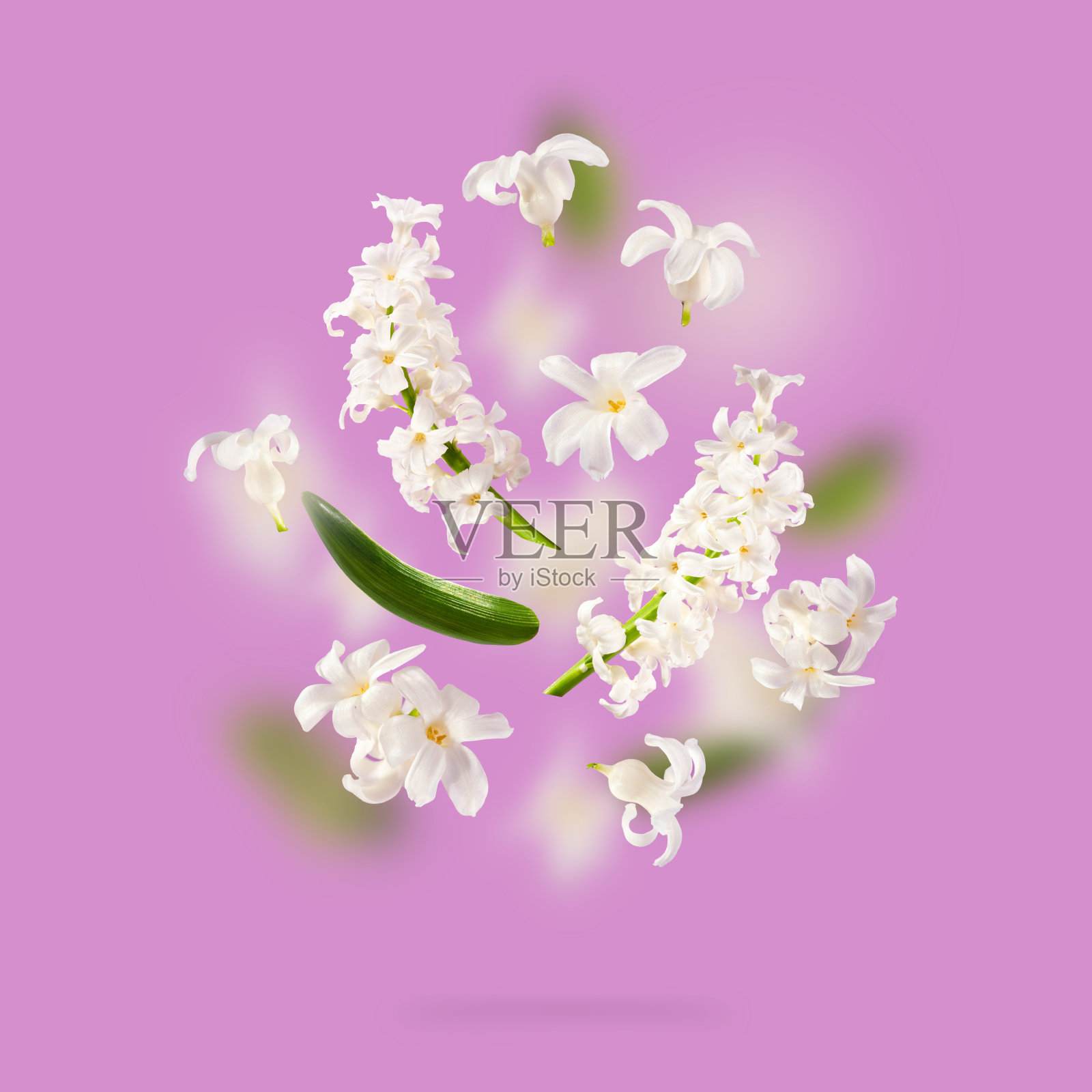 一幅美丽的图画，白色的风信子花在空中飞舞在紫色的薰衣草色的背景上。悬浮的概念。漂浮的花瓣。婚礼贺卡，妇女节贺卡，母亲节贺卡照片摄影图片