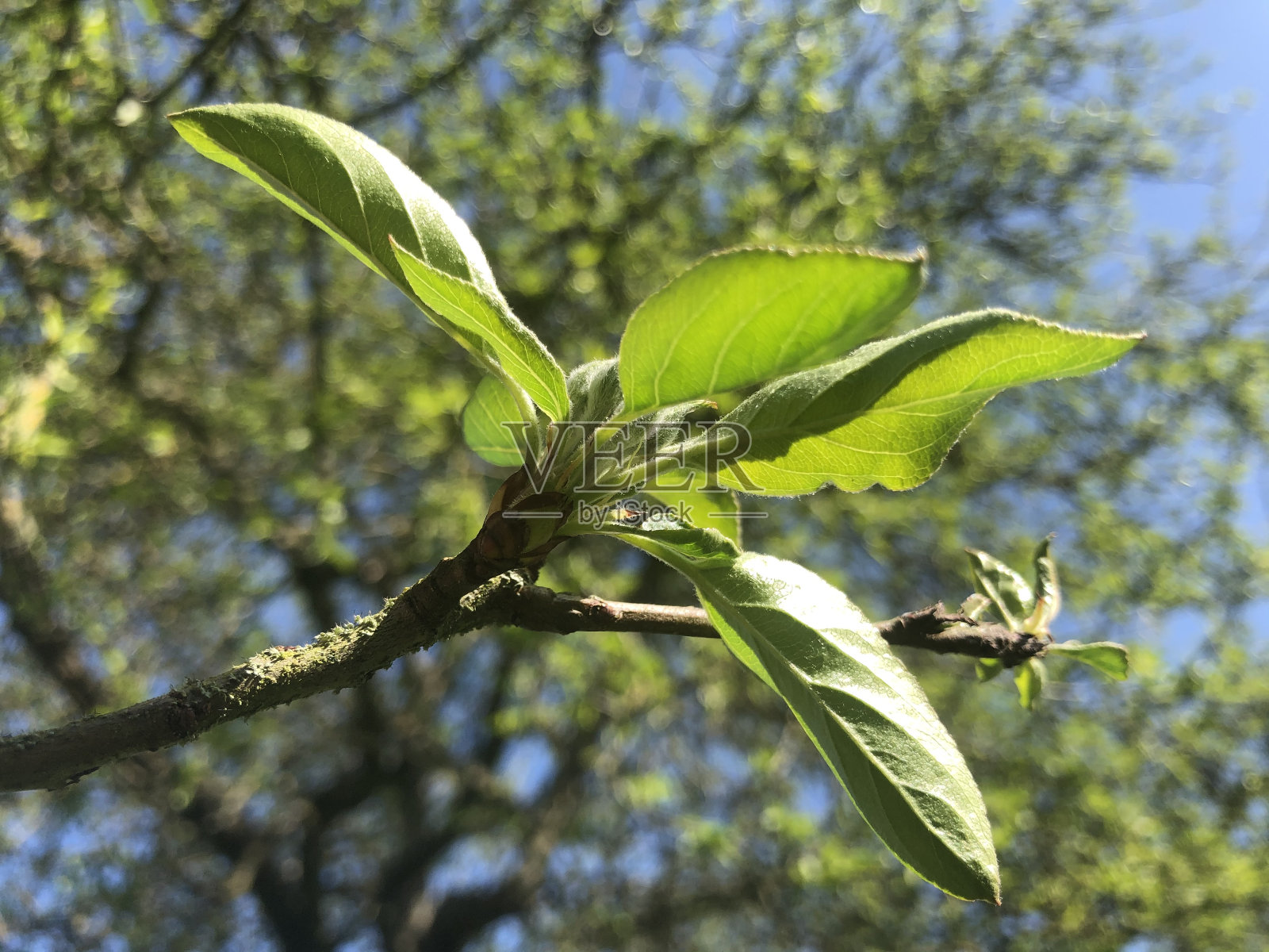 海棠花“约翰唐尼”-嫩枝和嫩叶照片摄影图片