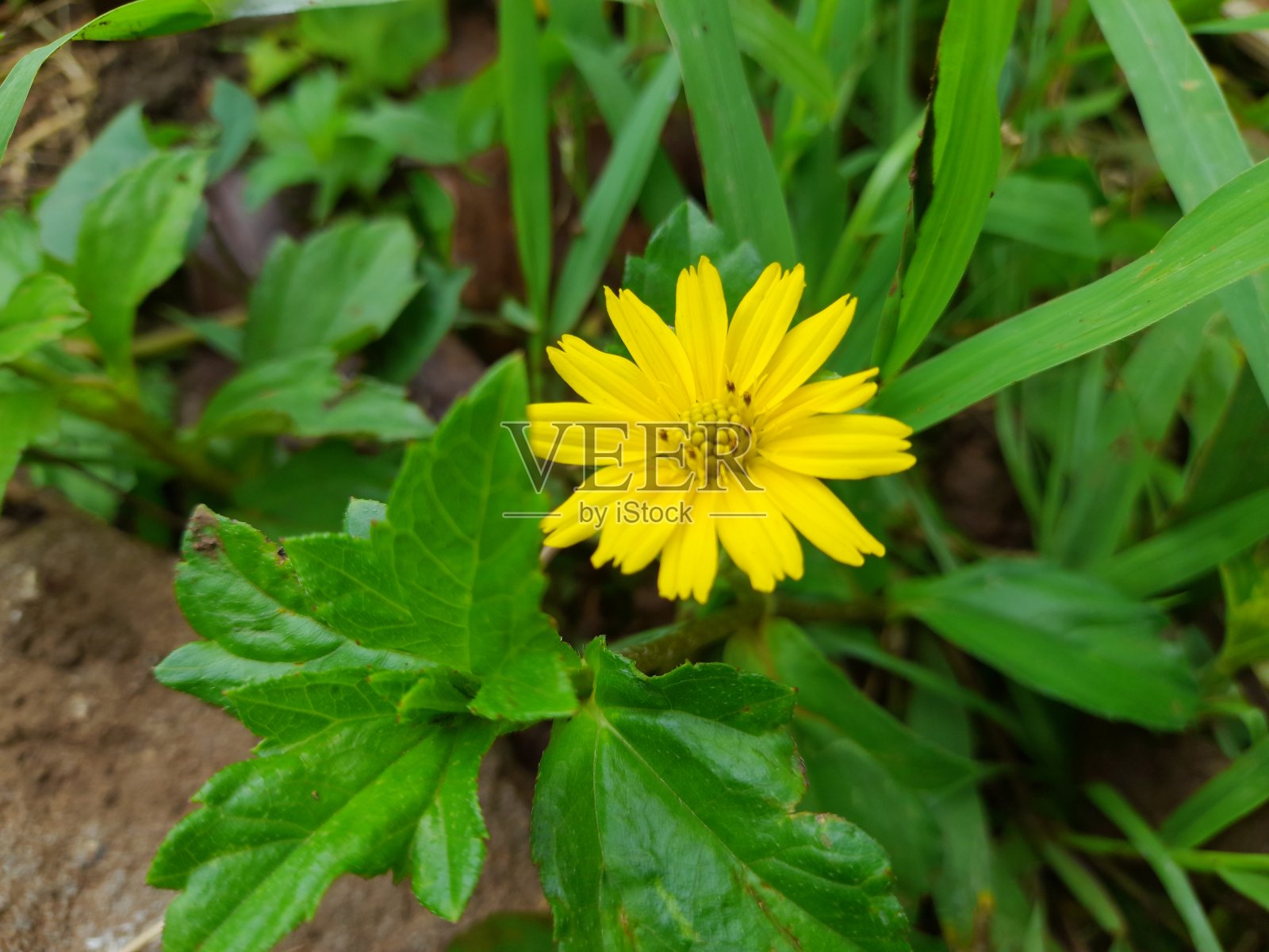 黄色的花朵盛开照片摄影图片