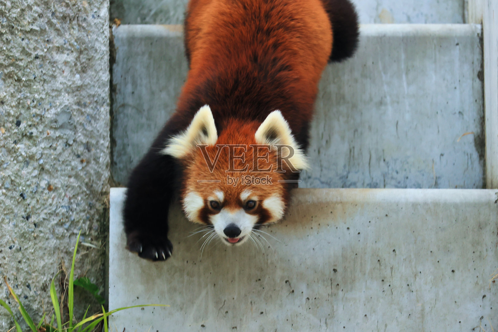 一只可爱的毛茸茸的小熊猫在走路照片摄影图片