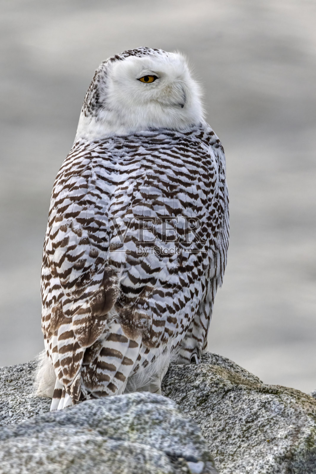 雪白的猫头鹰站在海边的岩石上照片摄影图片