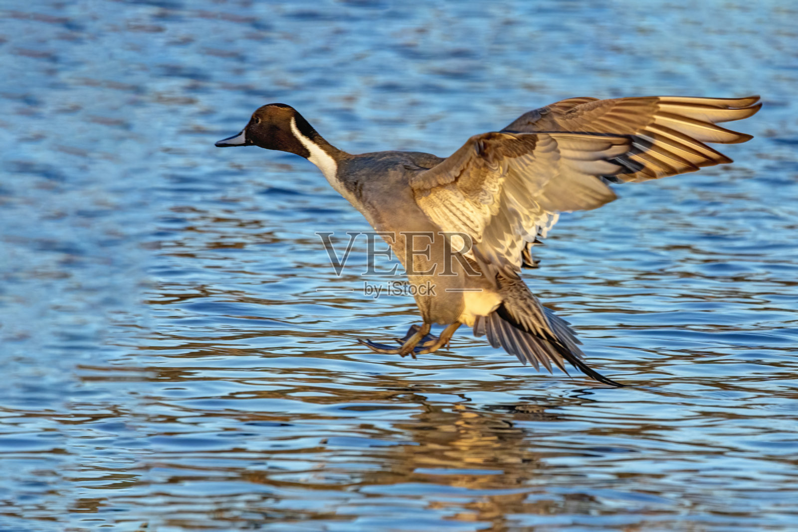 在加拿大不列颠哥伦比亚省的本纳比湖降落的北针尾雄鸭照片摄影图片
