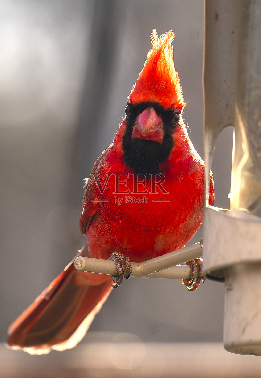 北红衣凤头鸟栖息在一个喂鸟器上照片摄影图片