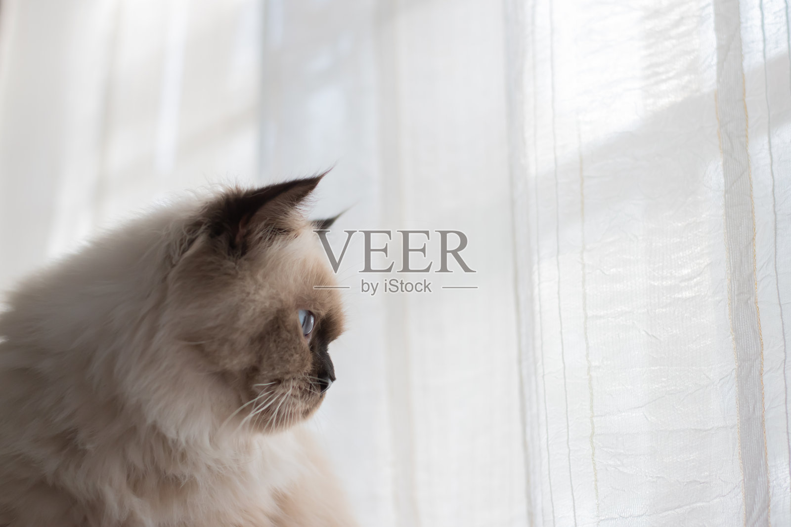 孤独的猫，一只看着窗外的猫。照片摄影图片