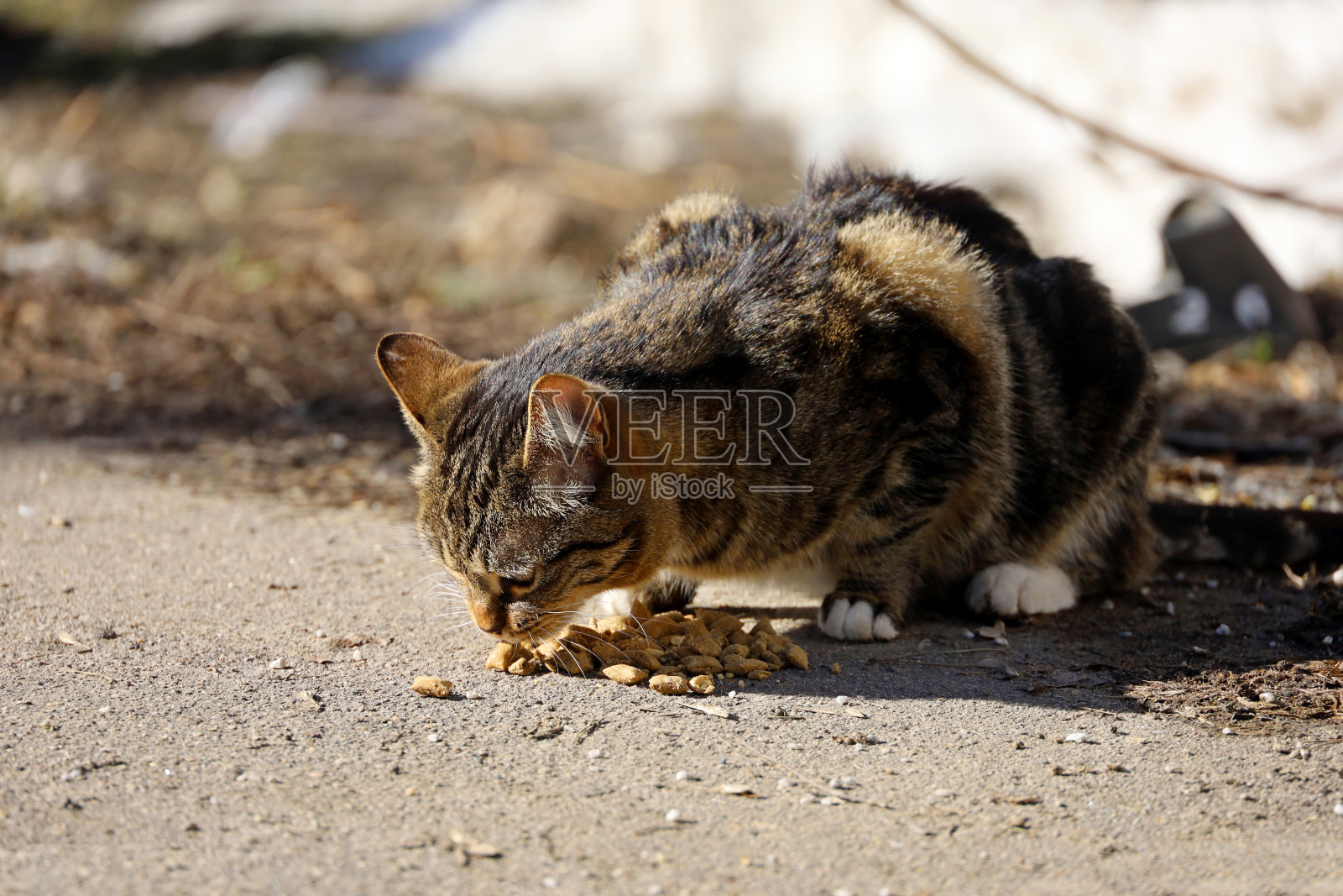 猫在街上吃东西照片摄影图片