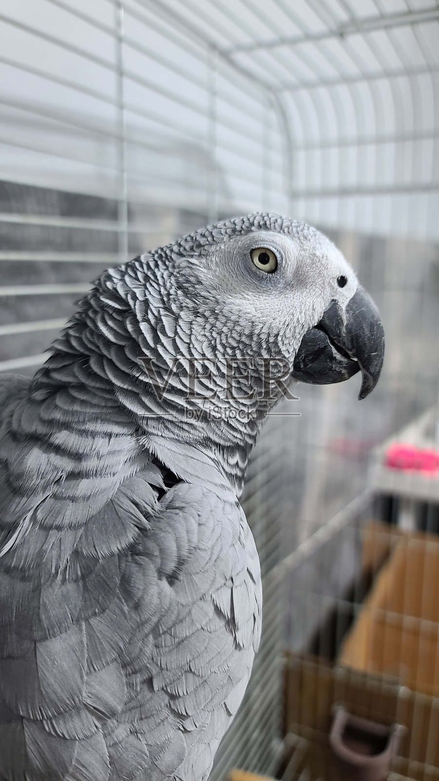 喜欢照片摄影图片