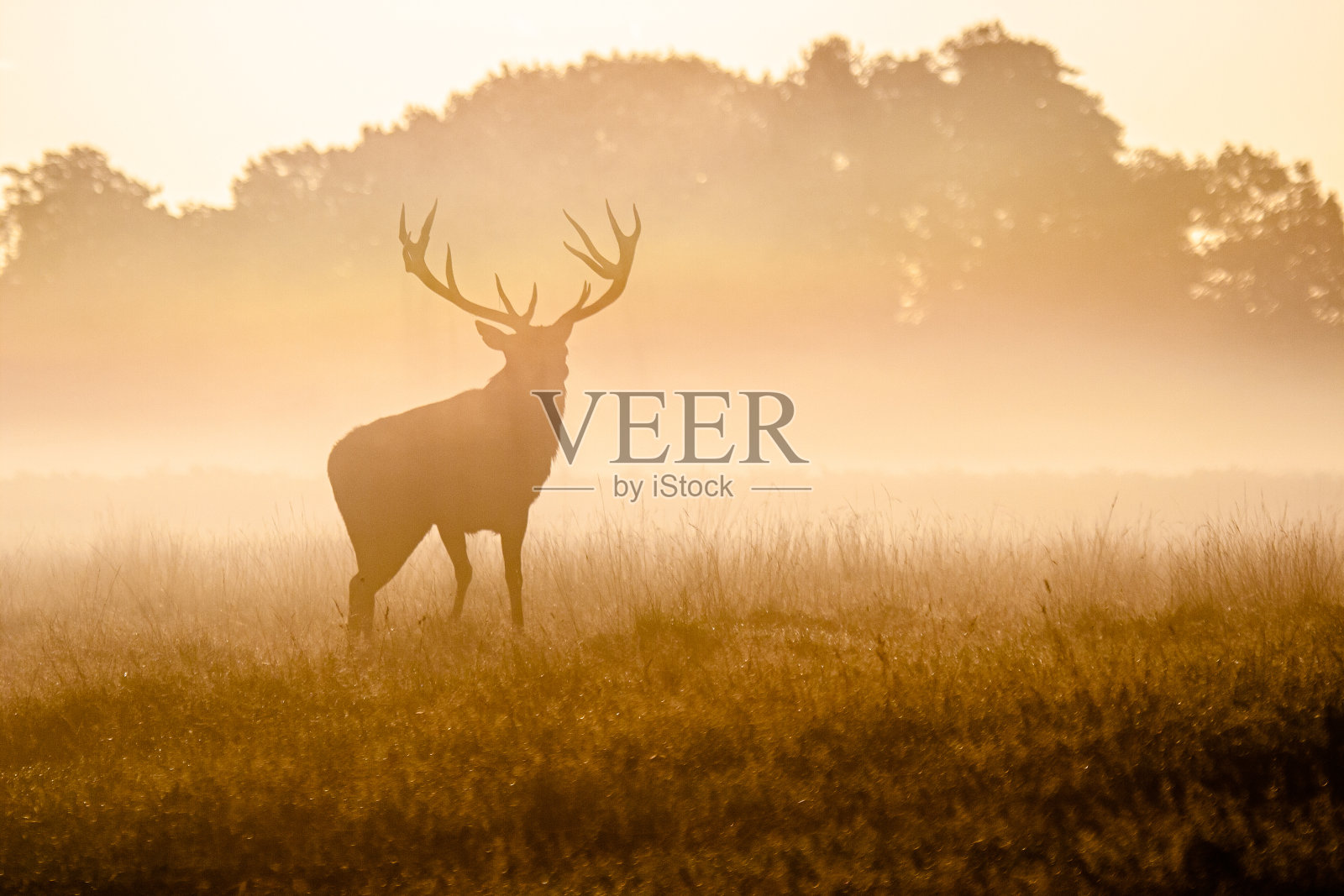 欧洲马鹿每年发情时的剪影照片摄影图片