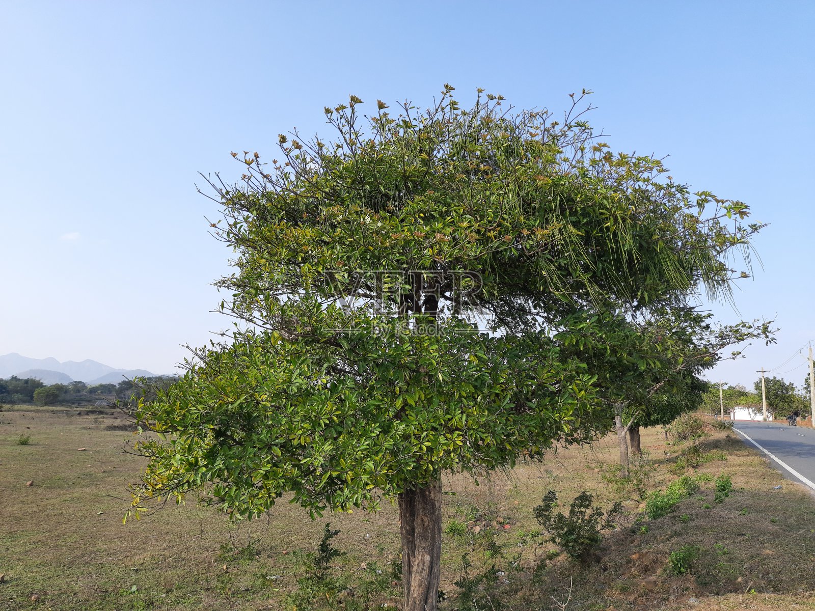 在蓝色的天空背景下的雪莲树。照片摄影图片