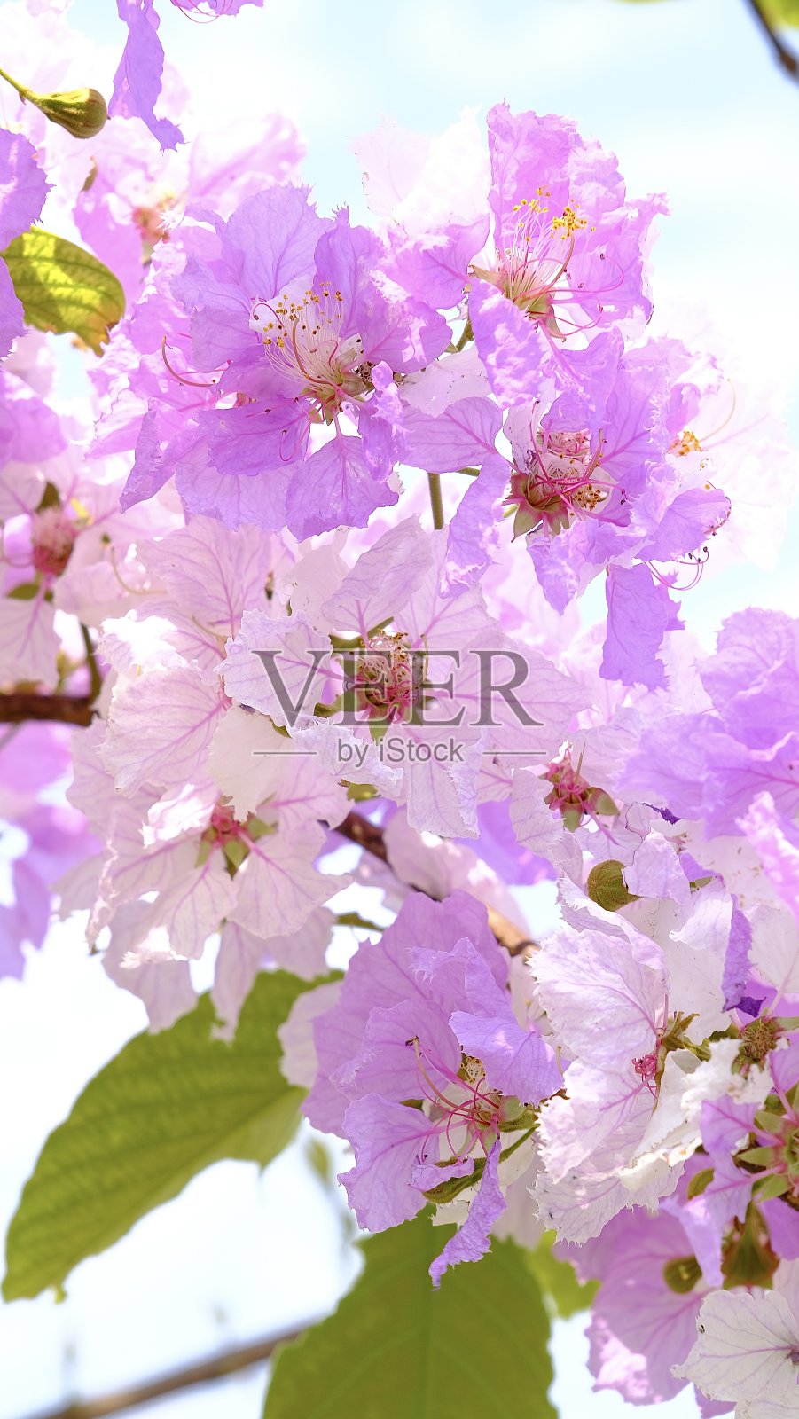 开花的紫薇属植物。照片摄影图片