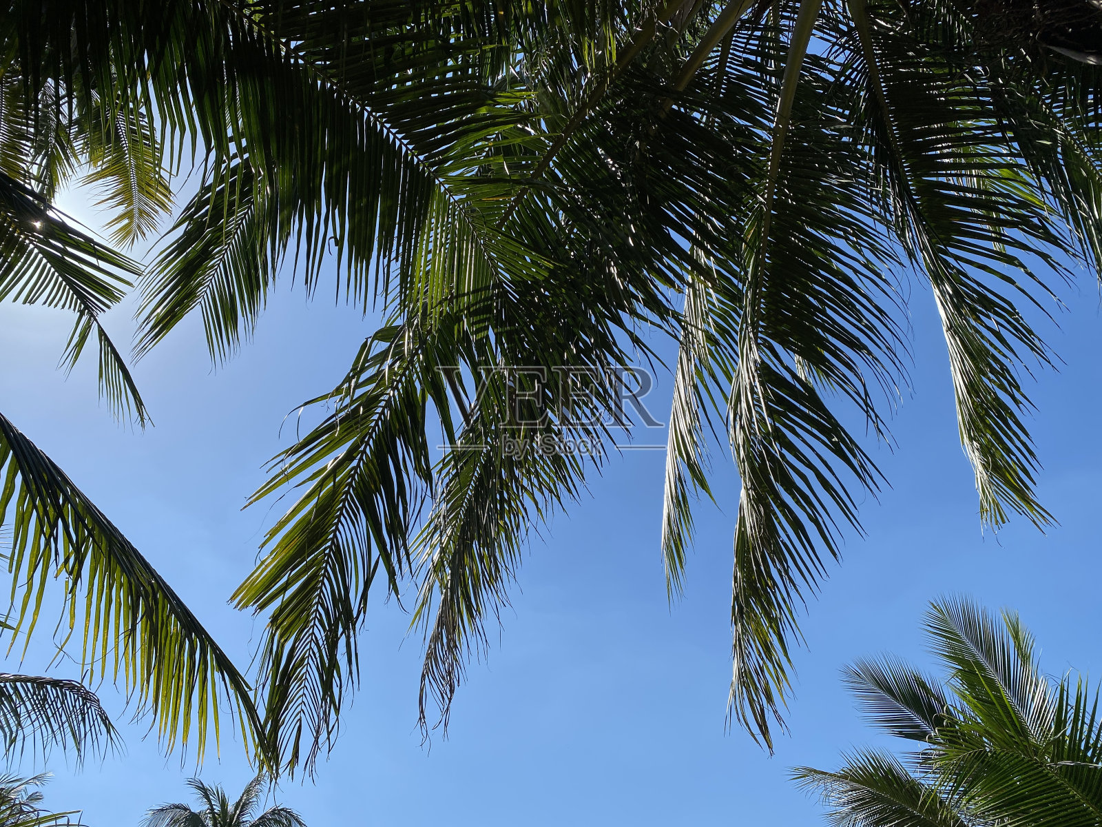 高视角的椰子树和蓝天照片摄影图片