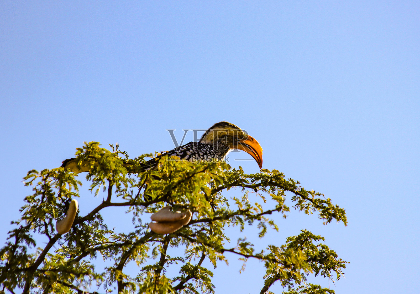 犀鸟照片摄影图片