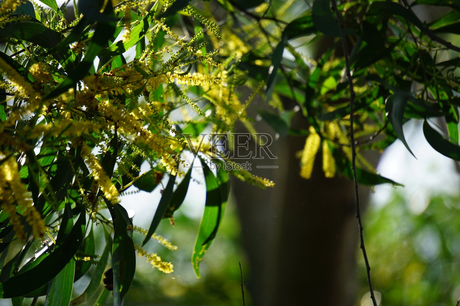 相思树动脉瘤(也称为mulga，真mulga, akasia)与自然背景照片摄影图片